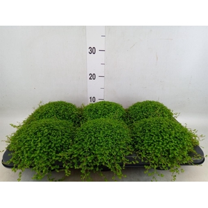 Soleirolia soleirolii   ...green