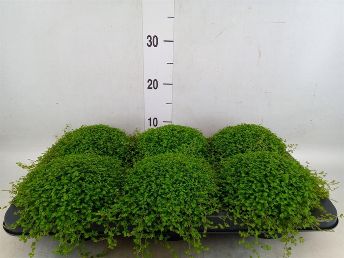 <h4>Soleirolia soleirolii   ...green</h4>