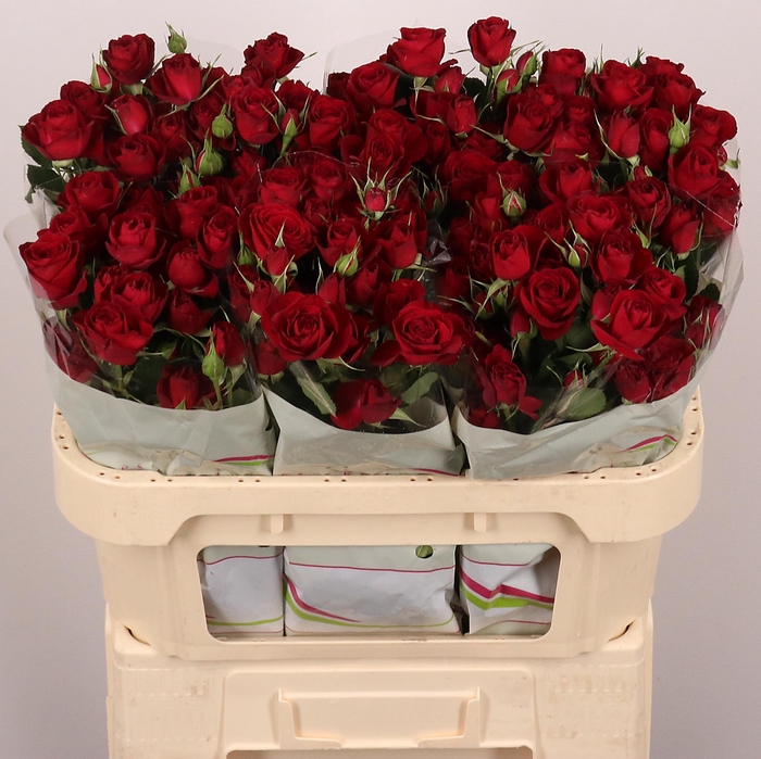 <h4>R TR Red Trendsetter</h4>