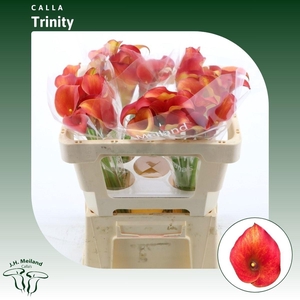 ZANT CAPT TRINITY