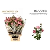 Ranunculus Magical Strawberry
