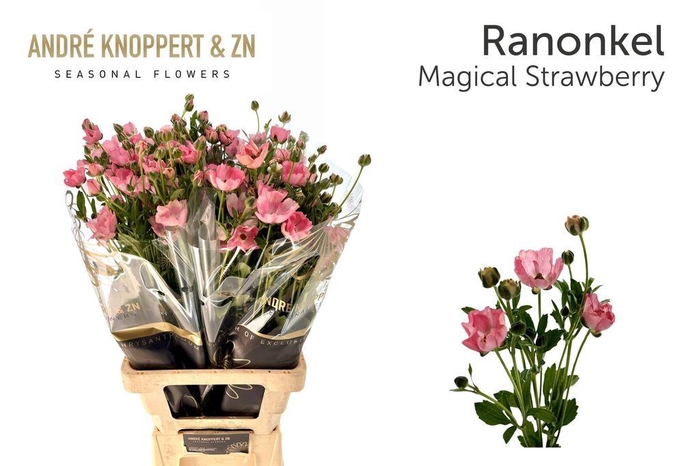 Ranunculus Magical Strawberry