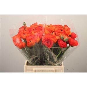 Ran El. Lambada Dark Orange Ex