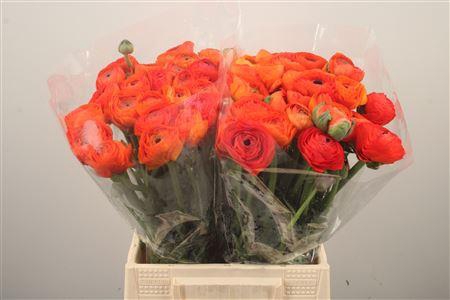 <h4>Ran El. Lambada Dark Orange Ex</h4>