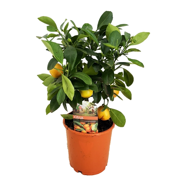 <h4>Citrus calamondin</h4>