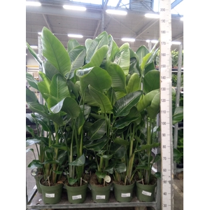 Strelitzia nicolai