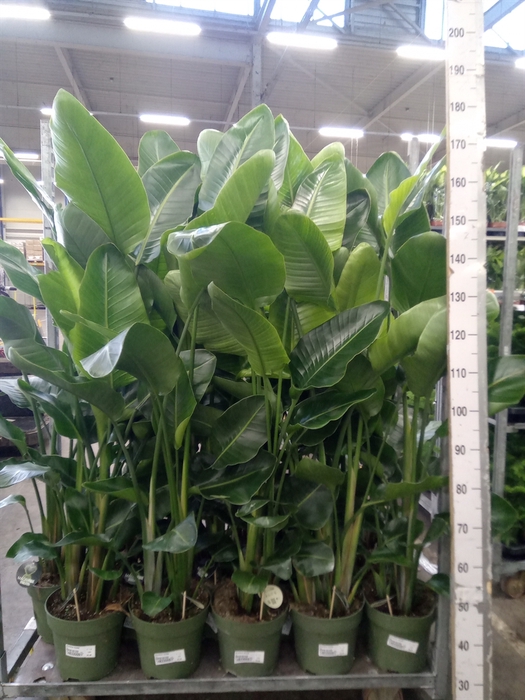 <h4>Strelitzia nicolai</h4>