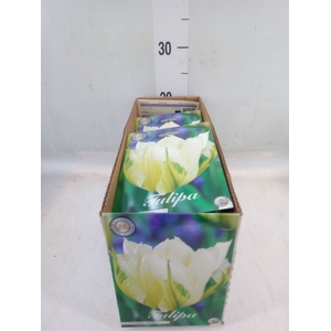 Tulipa   ...flowerbulbs