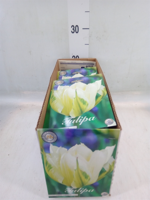 <h4>Tulipa   ...flowerbulbs</h4>