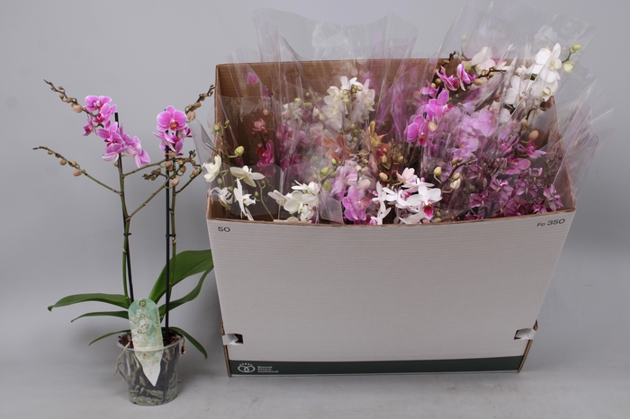 <h4>PHAL MF GEM 6 KL</h4>