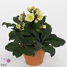 Helleborus niger Christmas Carol 21Ø 40cm