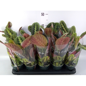 Maranta leuc. 'Fascinator'