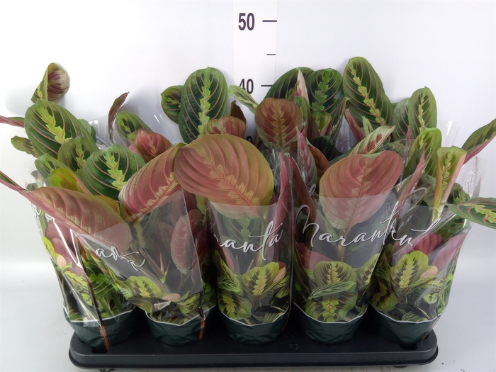 <h4>Maranta leuc. 'Fascinator'</h4>