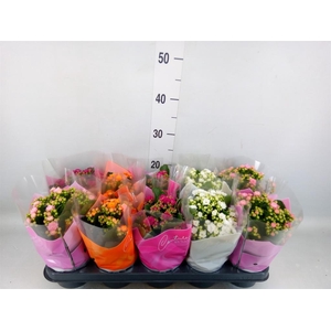 Kalanchoe blos.   ..rosebud mix  5