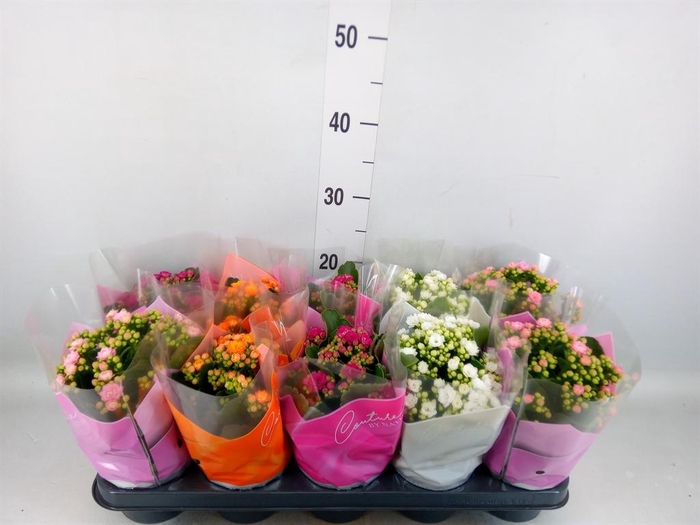 <h4>Kalanchoe blos.   ..rosebud mix  5</h4>