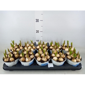 Muscari  'Big Smile'