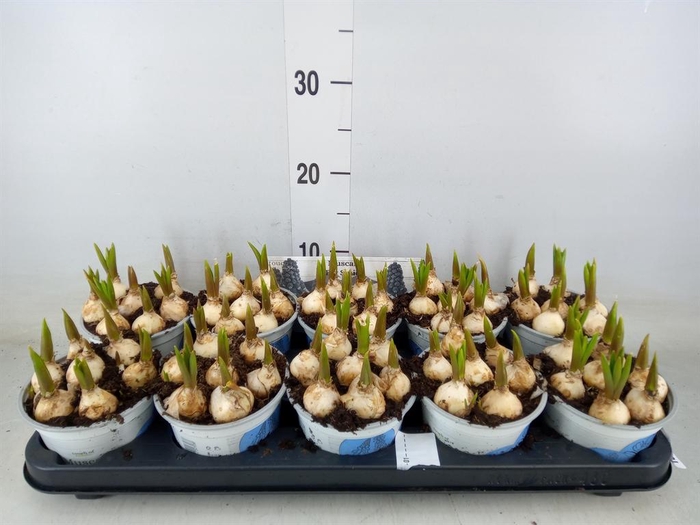 <h4>Muscari 'Big Smile'</h4>