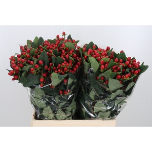 Hyp Ruby Excess