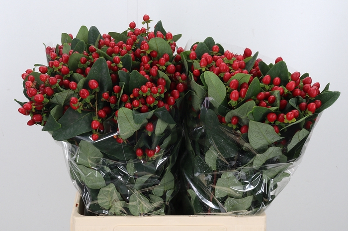 Hyp Ruby Excess