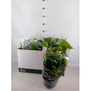 Philodendron scand.