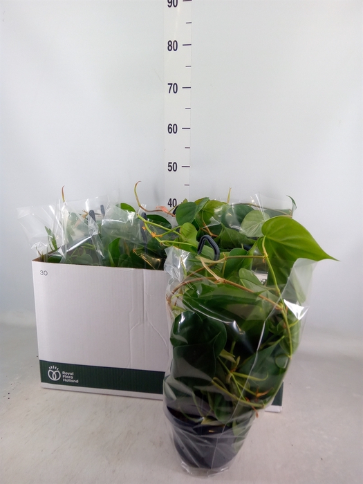 <h4>Philodendron scand.</h4>