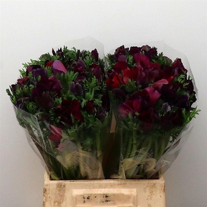 Anem Mistral Sr Bordeaux Super Xl