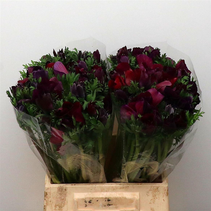 Anem Mistral Sr Bordeaux Super Xl