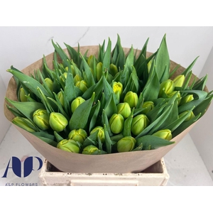 TU DU DOUBLE TROUBLE