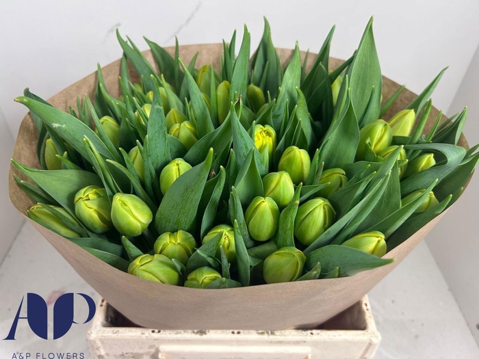 <h4>TU DU DOUBLE TROUBLE</h4>