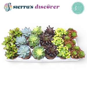 Discover® - Valencia Succulent MIx (Prime)