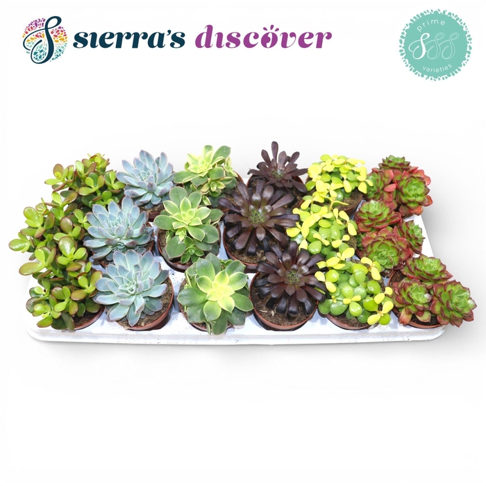 <h4>Discover® - Valencia Succulent MIx (Prime)</h4>