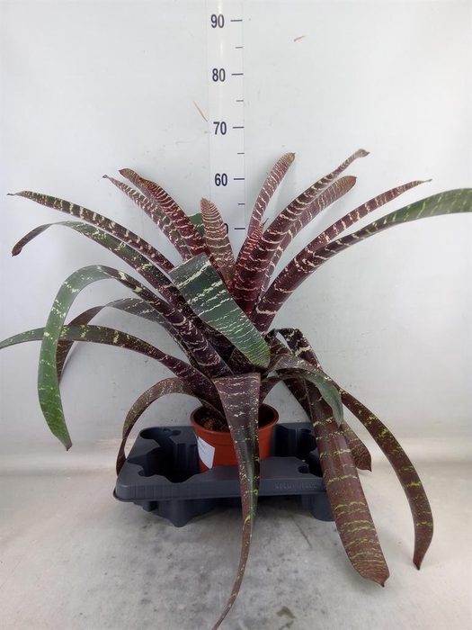 <h4>Vriesea   ...</h4>