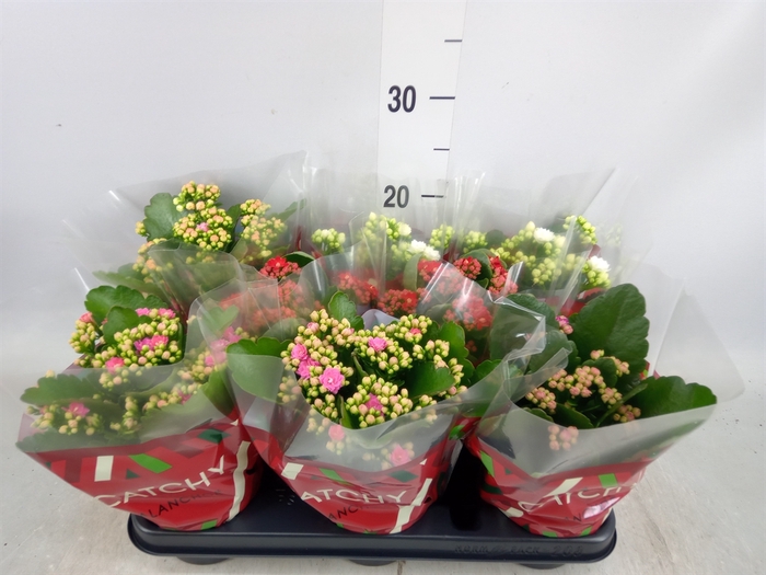 <h4>Kalanchoe blos.   ..rosebud mix  5</h4>