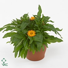 Bracteanta Orange Dream