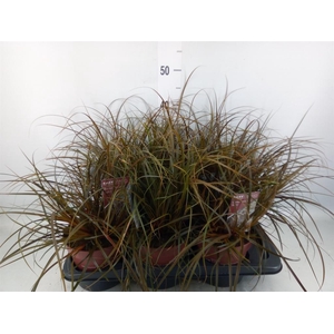 Uncinia rubra