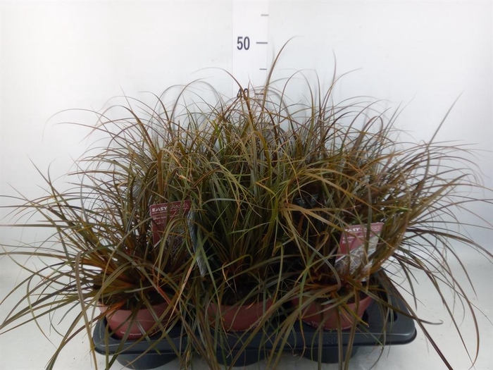 <h4>Uncinia rubra</h4>