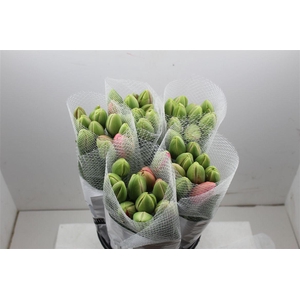 Tu Fr Du Renown Double