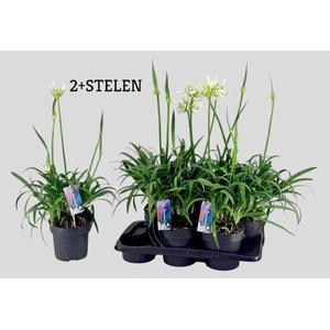 AGAPA PITCHOUN WHITE