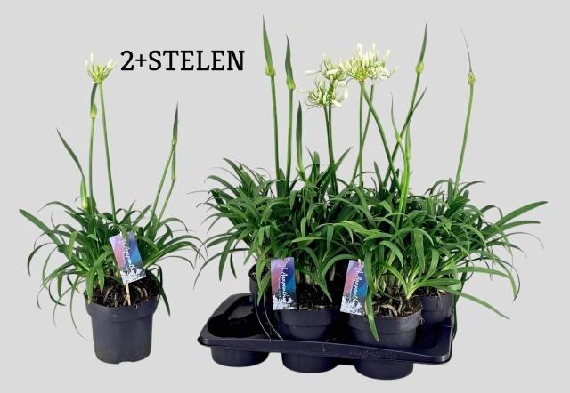 <h4>AGAPA PITCHOUN WHITE</h4>