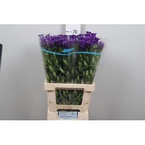 Camp M Champion Blue