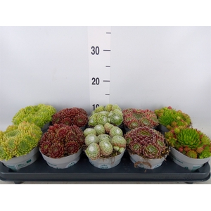 Sempervivum   ...