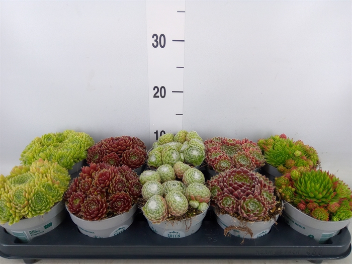 <h4>Sempervivum   ...</h4>
