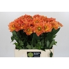 Dahlia Dr Phil