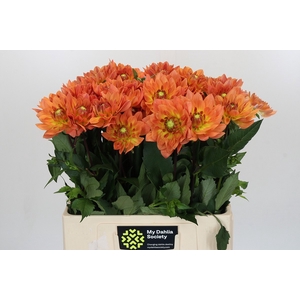 Dahlia Dr Phil