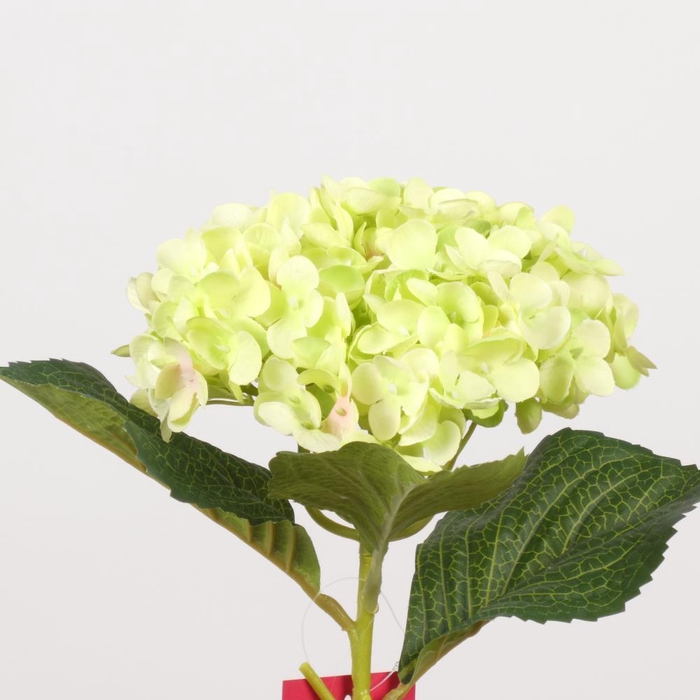 <h4>AF Hydrangea L50cm green</h4>
