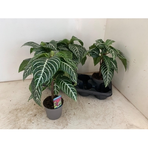 APHELANDRA SQUARROSA