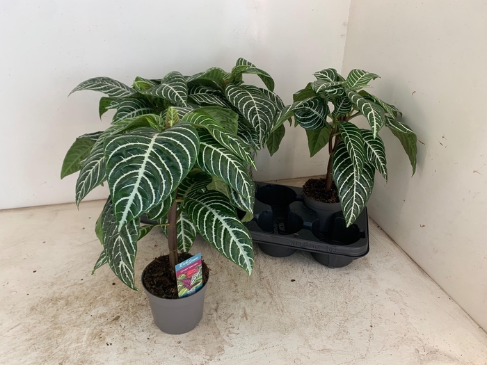 <h4>APHELANDRA SQUARROSA</h4>