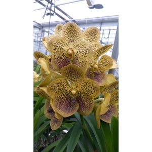 Vanda Yellow Gold
