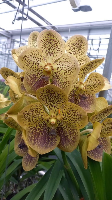 <h4>Vanda Yellow Gold X16</h4>