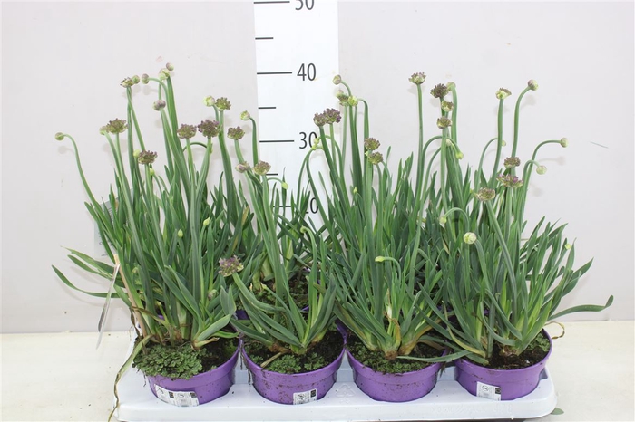 <h4>Allium Senescens</h4>